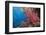 Fiji Coral Reef-Reinhard Dirscherl-Framed Photographic Print