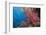 Fiji Coral Reef-Reinhard Dirscherl-Framed Photographic Print