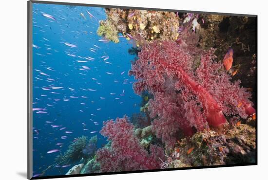 Fiji Coral Reef-Reinhard Dirscherl-Mounted Photographic Print