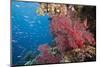 Fiji Coral Reef-Reinhard Dirscherl-Mounted Photographic Print