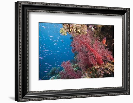 Fiji Coral Reef-Reinhard Dirscherl-Framed Photographic Print