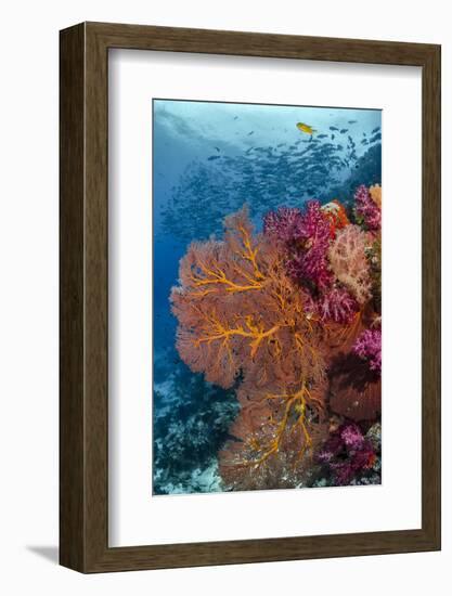 Fiji. Fish and coral reef.-Jaynes Gallery-Framed Photographic Print