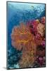 Fiji. Fish and coral reef.-Jaynes Gallery-Mounted Photographic Print