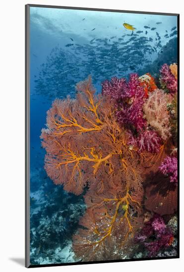 Fiji. Fish and coral reef.-Jaynes Gallery-Mounted Photographic Print