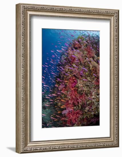 Fiji. Reef with coral and Anthias.-Jaynes Gallery-Framed Photographic Print