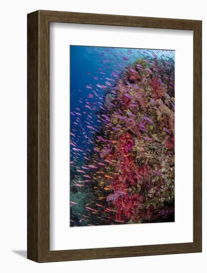 Fiji. Reef with coral and Anthias.-Jaynes Gallery-Framed Photographic Print