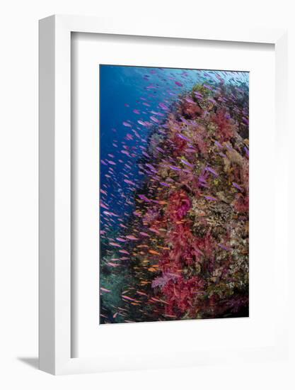 Fiji. Reef with coral and Anthias.-Jaynes Gallery-Framed Photographic Print