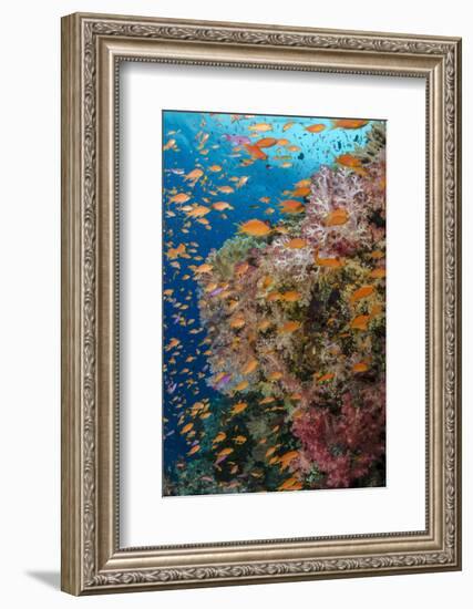 Fiji. Reef with coral and Anthias.-Jaynes Gallery-Framed Photographic Print