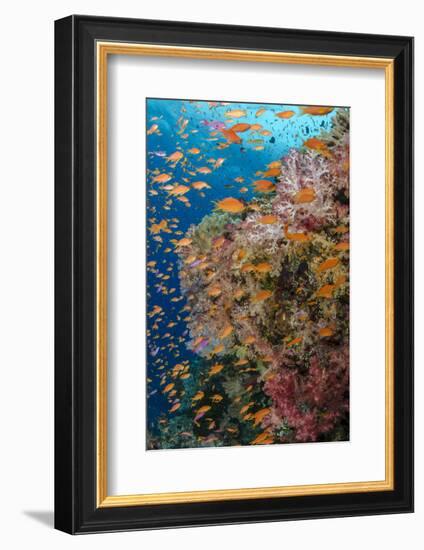 Fiji. Reef with coral and Anthias.-Jaynes Gallery-Framed Photographic Print