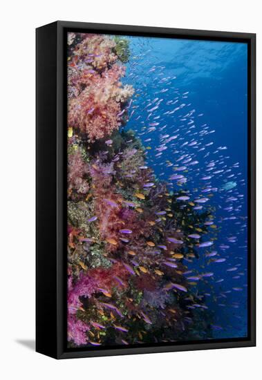 Fiji. Reef with coral and Anthias.-Jaynes Gallery-Framed Premier Image Canvas