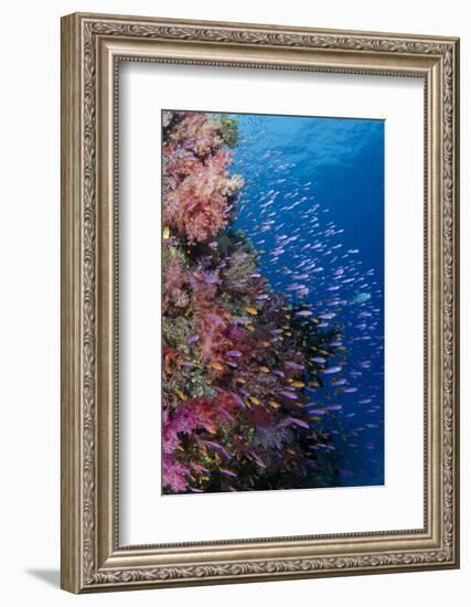 Fiji. Reef with coral and Anthias.-Jaynes Gallery-Framed Photographic Print