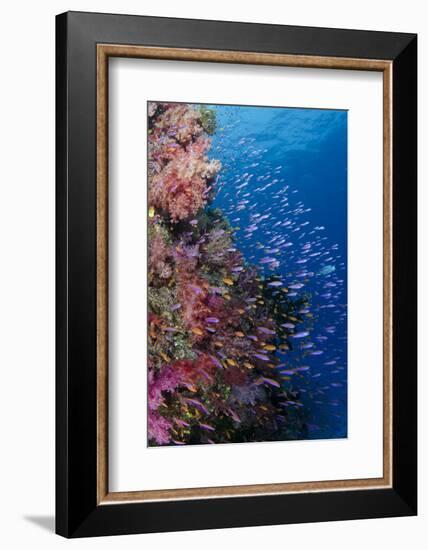 Fiji. Reef with coral and Anthias.-Jaynes Gallery-Framed Photographic Print