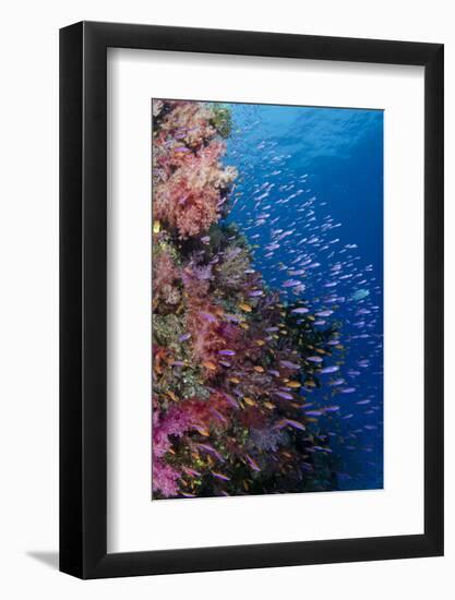 Fiji. Reef with coral and Anthias.-Jaynes Gallery-Framed Photographic Print