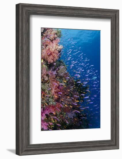 Fiji. Reef with coral and Anthias.-Jaynes Gallery-Framed Premium Photographic Print