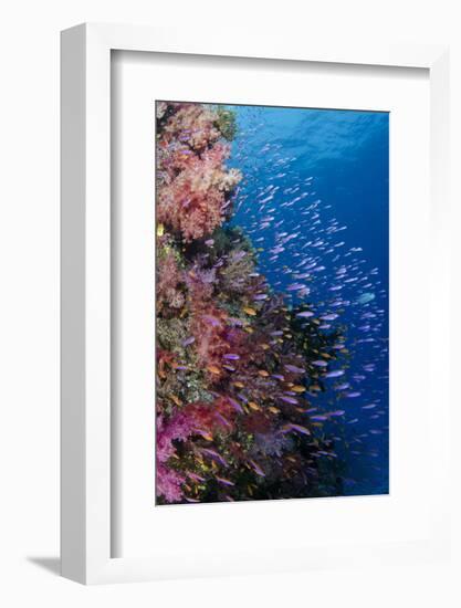 Fiji. Reef with coral and Anthias.-Jaynes Gallery-Framed Premium Photographic Print