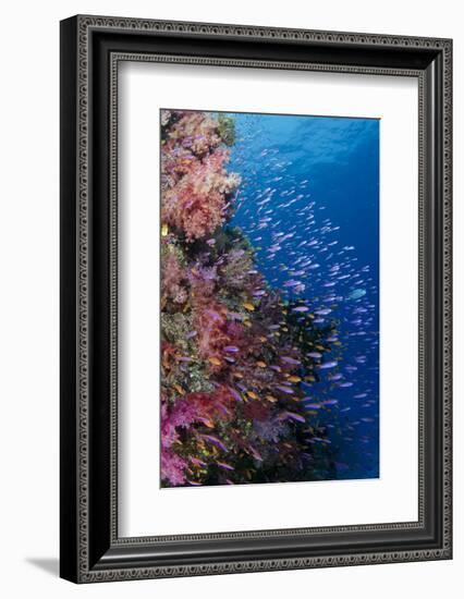 Fiji. Reef with coral and Anthias.-Jaynes Gallery-Framed Premium Photographic Print