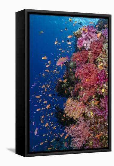 Fiji. Reef with coral and Anthias.-Jaynes Gallery-Framed Premier Image Canvas