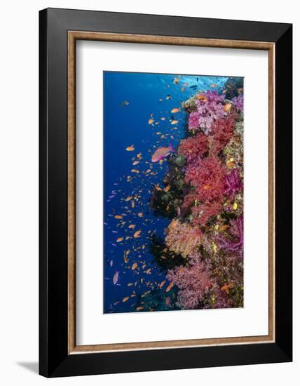 Fiji. Reef with coral and Anthias.-Jaynes Gallery-Framed Photographic Print