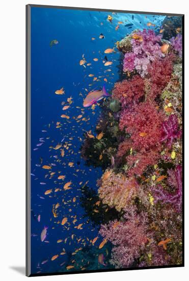 Fiji. Reef with coral and Anthias.-Jaynes Gallery-Mounted Photographic Print