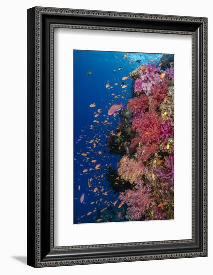 Fiji. Reef with coral and Anthias.-Jaynes Gallery-Framed Photographic Print