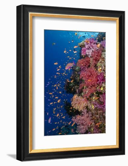 Fiji. Reef with coral and Anthias.-Jaynes Gallery-Framed Photographic Print