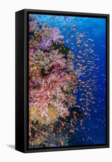 Fiji. Reef with coral and Anthias.-Jaynes Gallery-Framed Premier Image Canvas