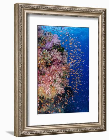 Fiji. Reef with coral and Anthias.-Jaynes Gallery-Framed Photographic Print