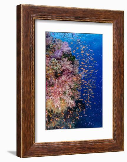 Fiji. Reef with coral and Anthias.-Jaynes Gallery-Framed Photographic Print