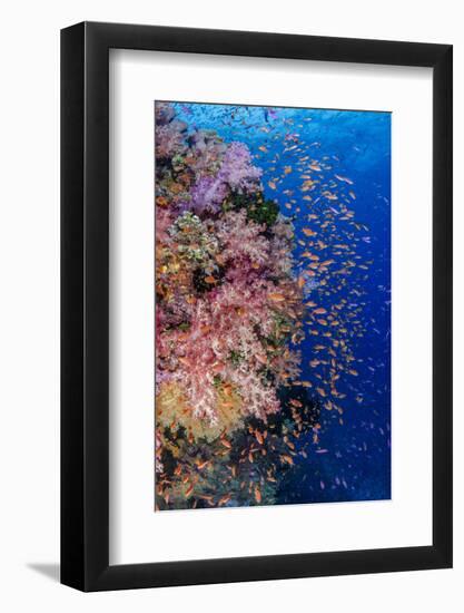 Fiji. Reef with coral and Anthias.-Jaynes Gallery-Framed Photographic Print