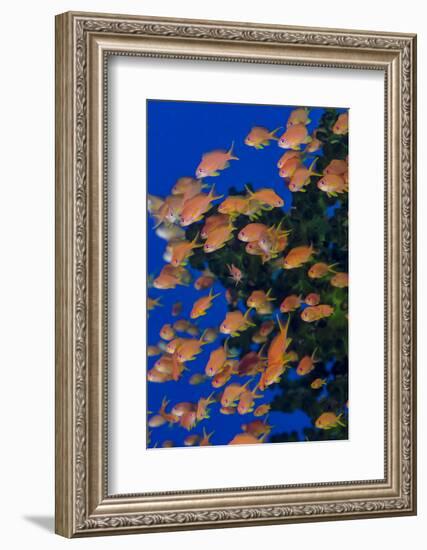 Fiji. Schooling scalefin anthia fish.-Jaynes Gallery-Framed Premium Photographic Print