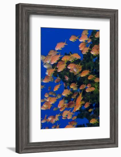 Fiji. Schooling scalefin anthia fish.-Jaynes Gallery-Framed Premium Photographic Print