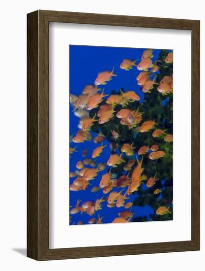 Fiji. Schooling scalefin anthia fish.-Jaynes Gallery-Framed Premium Photographic Print