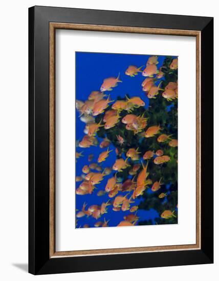 Fiji. Schooling scalefin anthia fish.-Jaynes Gallery-Framed Premium Photographic Print