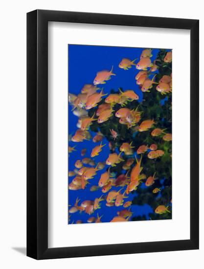 Fiji. Schooling scalefin anthia fish.-Jaynes Gallery-Framed Premium Photographic Print