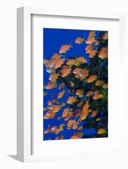 Fiji. Schooling scalefin anthia fish.-Jaynes Gallery-Framed Premium Photographic Print