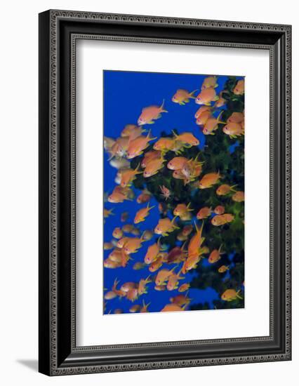 Fiji. Schooling scalefin anthia fish.-Jaynes Gallery-Framed Premium Photographic Print