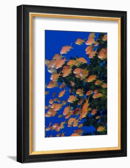 Fiji. Schooling scalefin anthia fish.-Jaynes Gallery-Framed Premium Photographic Print