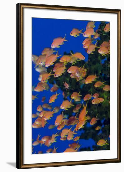 Fiji. Schooling scalefin anthia fish.-Jaynes Gallery-Framed Premium Photographic Print