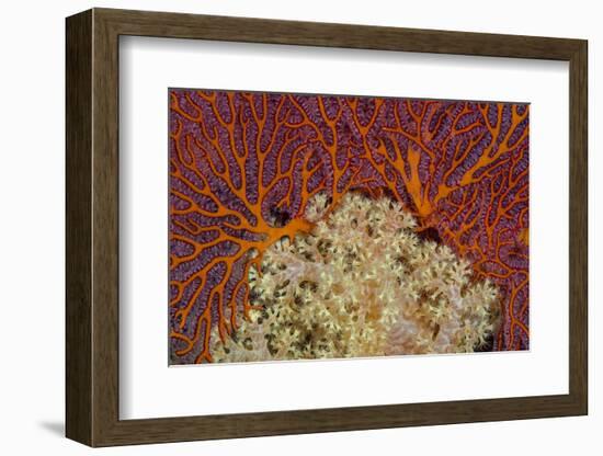 Fiji. Sea fan and soft corals.-Jaynes Gallery-Framed Photographic Print