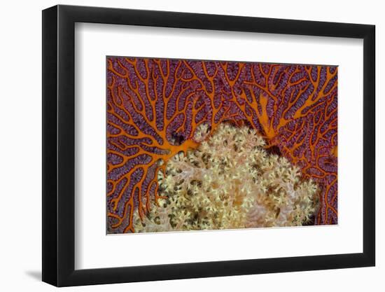 Fiji. Sea fan and soft corals.-Jaynes Gallery-Framed Photographic Print