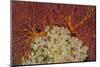 Fiji. Sea fan and soft corals.-Jaynes Gallery-Mounted Photographic Print