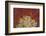 Fiji. Sea fan and soft corals.-Jaynes Gallery-Framed Photographic Print