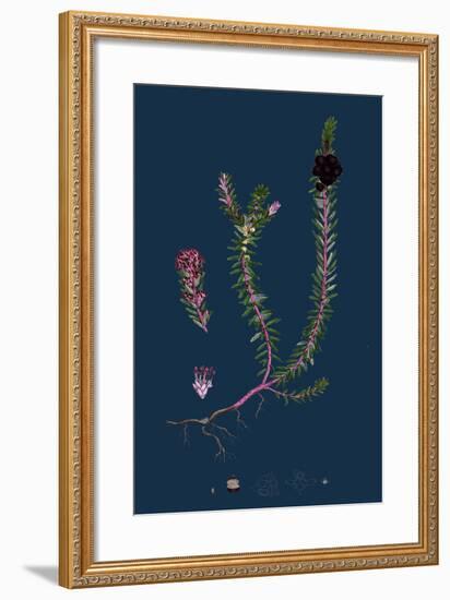 Filago Minima; Slender Cudweed-null-Framed Giclee Print