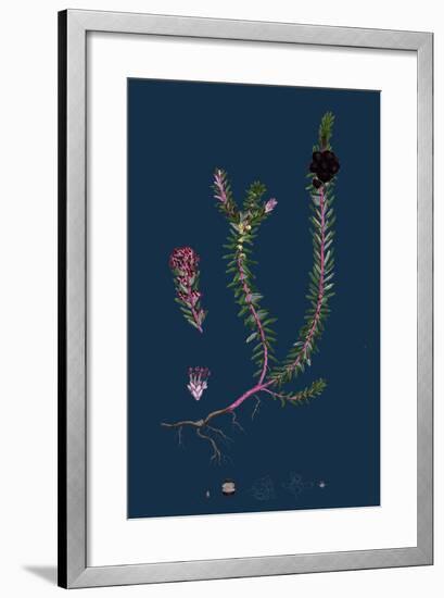 Filago Minima; Slender Cudweed-null-Framed Giclee Print