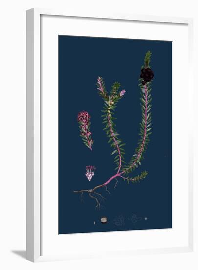 Filago Minima; Slender Cudweed-null-Framed Giclee Print