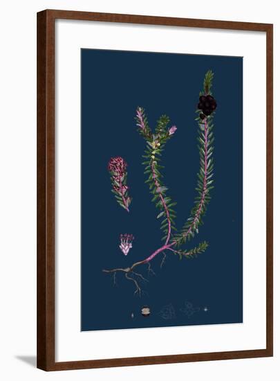 Filago Minima; Slender Cudweed-null-Framed Giclee Print