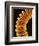 Filament of light bulb-Micro Discovery-Framed Photographic Print