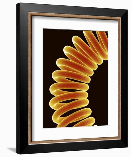 Filament of light bulb-Micro Discovery-Framed Photographic Print