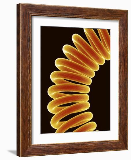 Filament of light bulb-Micro Discovery-Framed Photographic Print