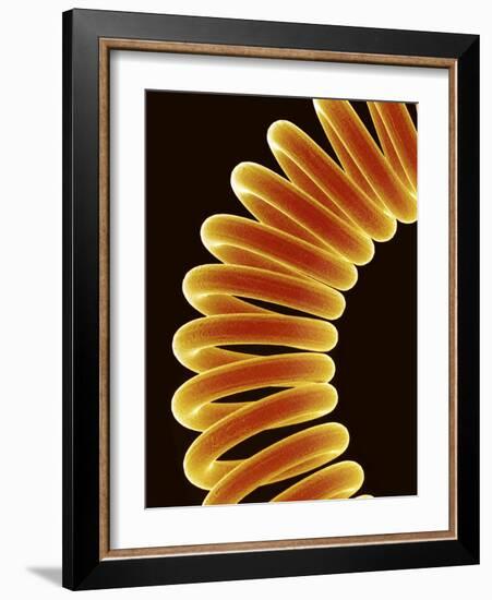 Filament of light bulb-Micro Discovery-Framed Photographic Print